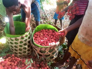 Diversifikation und Verarbeitung von Früchten in Ampasimbe Onibe