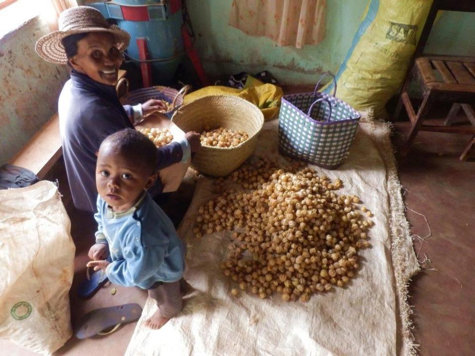 Eine Frucht aus dem Hochland als Lösung für die ländliche Armut Madagaskars